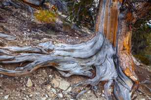 Bristlecone Pine-9129